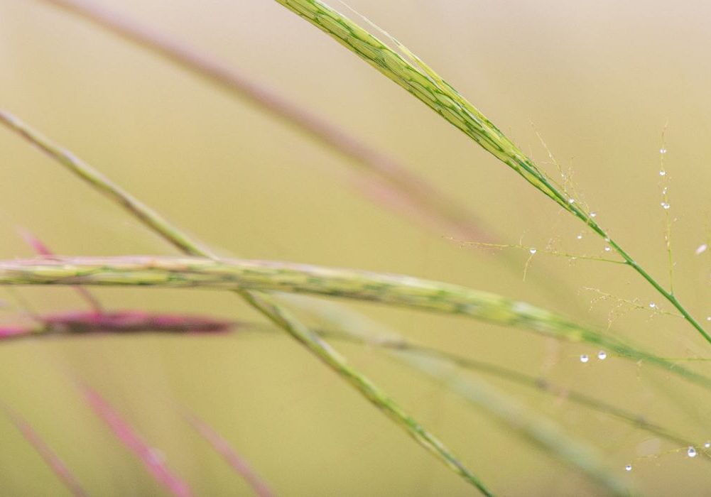 Wild Rice Close