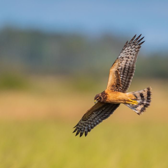 Northern Harrier Over Rice 8508077